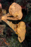 Agelas conifera (Brown Tube Sponge)