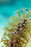 Plexaura homomalla (Black Sea Rod)