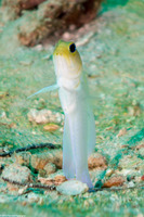 Opistognathus aurifrons (Yellowhead Jawfish)