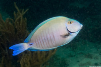 Acanthurus chirurgus (Doctorfish)