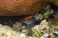 Stegastes adustus (Dusky Damselfish)