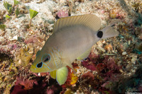 Hypoplectrus unicolor (Butter Hamlet)