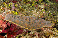 Montastraea cavernosa (Great Star Coral)