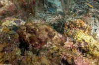 Scorpaena plumieri (Spotted Scorpionfish)