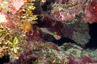 Prognathodes aculeatus (Longsnout Butterflyfish)