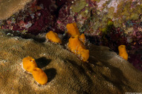 Siphonodictyon coralliphagum (Variable Boring Sponge)