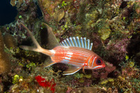 Holocentrus rufus (Longspine Squirrelfish)