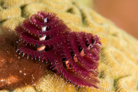 Spirobranchus giganteus (Christmas Tree Worm)