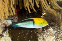 Halichoeres garnoti (Yellowhead Wrasse)