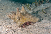 Paguristes puncticeps (Whitespeckled Hermit Crab)