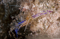 Ancylomenes pedersoni (Pederson Cleaner Shrimp)