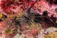 Diadema antillarum (Long-Spined Urchin)