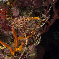 Astrophyton muricatum (Giant Basket Star)