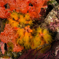 Tubastraea coccinea (Orange Cup Coral)