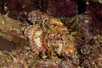 Scorpaena plumieri (Spotted Scorpionfish)