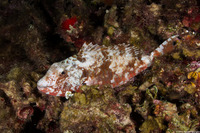 Sparisoma chrysopterum (Redtail Parrotfish)