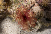 Anamobaea orstedii (Splitcrown Feather Duster)