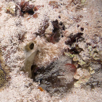 Bispira melanostigma (Variegated Feather Duster)