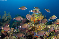 Acanthurus chirurgus (Doctorfish)