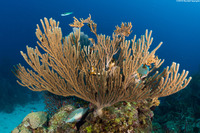 Plexaura flexuosula (Bent Sea Rod)