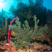 Parazoanthus tunicans (Hydroid Zoanthid)
