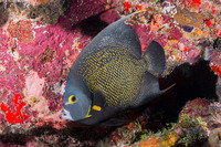 Pomacanthus paru (French Angelfish)