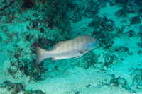 Lutjanus cyanopterus (Cubera Snapper)
