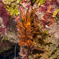 Spondylus americanus (Atlantic Thorny Oyster)