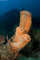 Agelas tubulata (Tubulate Sponge)