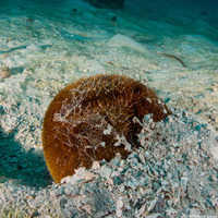 Meoma ventricosa (Red Heart Urchin)