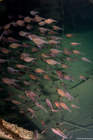 Pempheris schomburgkii (Glassy Sweeper)