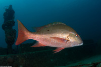 Lutjanus analis (Mutton Snapper)