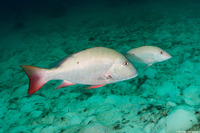 Lutjanus analis (Mutton Snapper)
