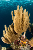 Eunicea mammosa (Swollen-Knob Candelabrum)