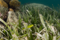 Halichoeres poeyi (Blackear Wrasse)
