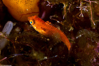 Sparisoma aurofrenatum (Redband Parrotfish)