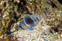 Hypoplectrus puella (Barred Hamlet)