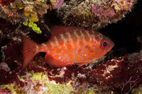 Heteropriacanthus cruentatus (Glasseye)
