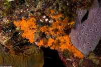 Scopalina ruetzleri (Orange Lumpy Encrusting Sponge)