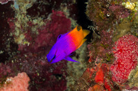 Gramma loreto (Fairy Basslet)