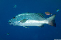 Lutjanus cyanopterus (Cubera Snapper)