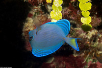 Acanthurus coeruleus (Blue Tang)