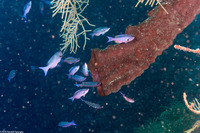 Clepticus parrae (Creole Wrasse)