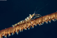 Pseudopontonides principis (Wire Coral Shrimp)
