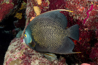 Pomacanthus paru (French Angelfish)