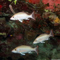 Lutjanus mahogoni (Mahogany Snapper)