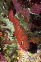 Priacanthus arenatus (Bigeye)