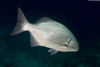 Kyphosus cinerascens (Topsail Chub)