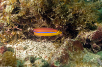 Halichoeres garnoti (Yellowhead Wrasse)