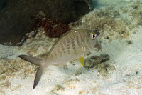 Gerres cinereus (Yellowfin Mojarra)